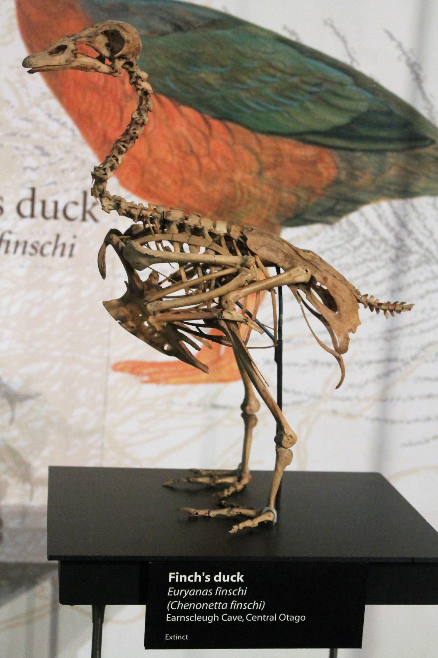 Finsch's Duck (Chenonetta finschi) skeleton, Otago Museum