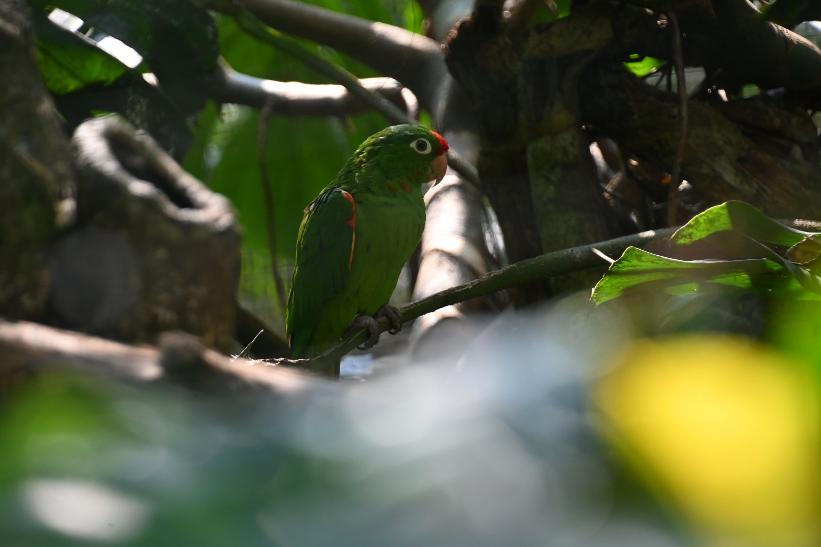 Finsch's parakeet (Psittacara finschi)