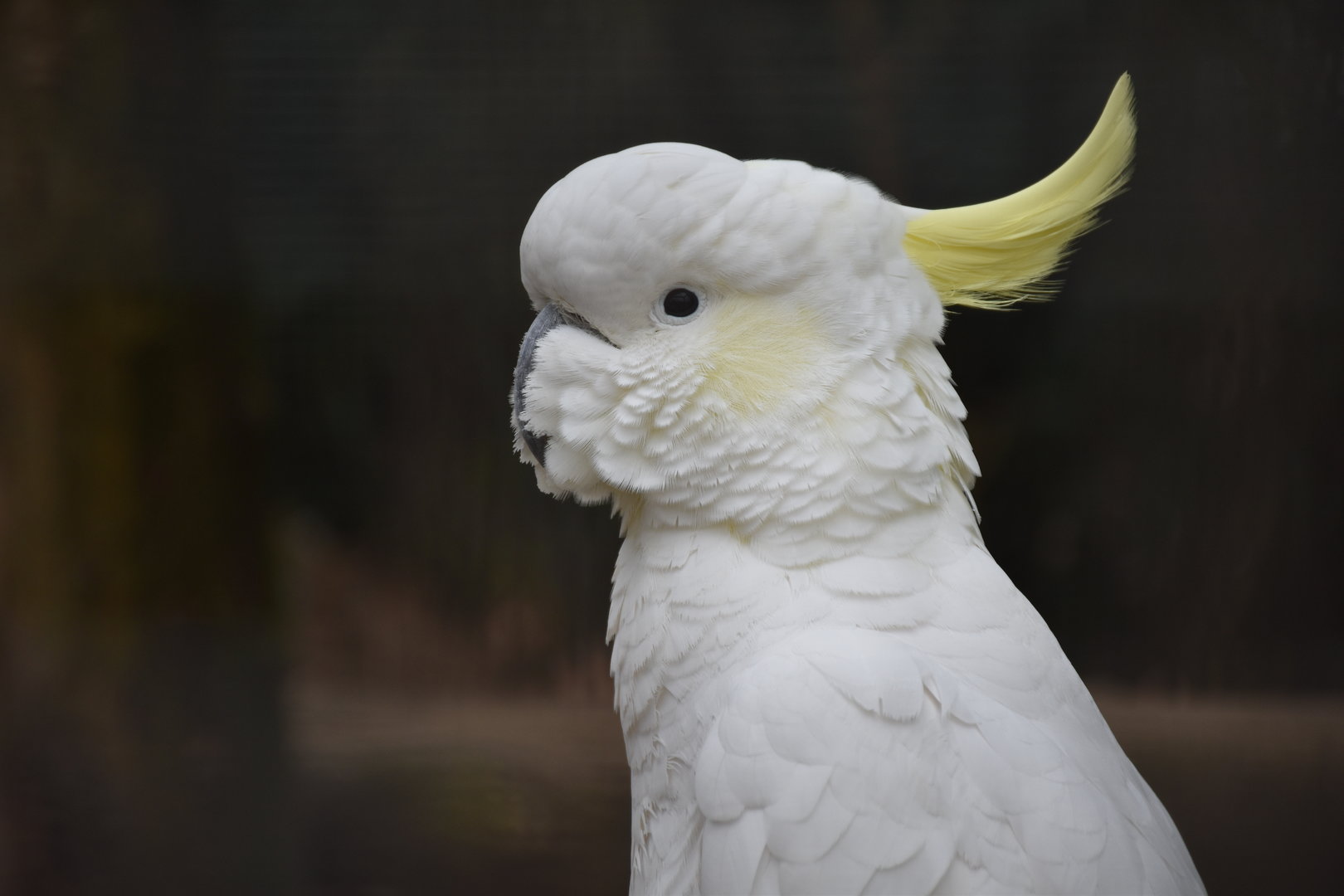 Finsch's Sulphur-crested cockatoo