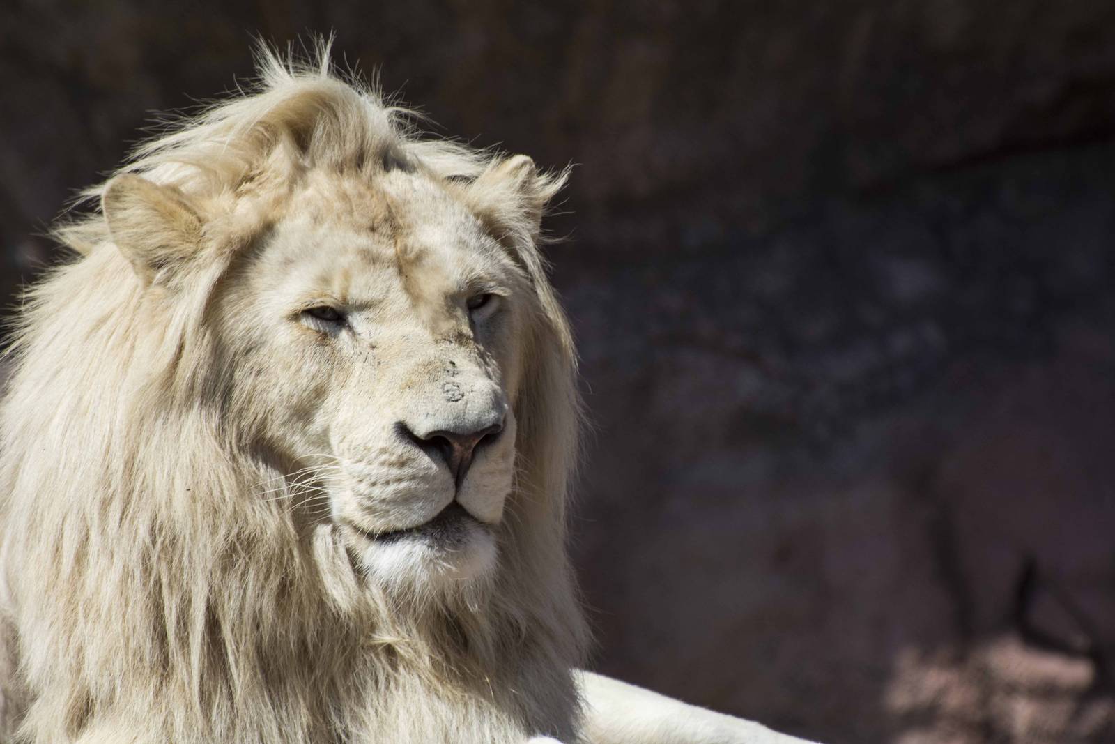 Fintan enjoying the sun.