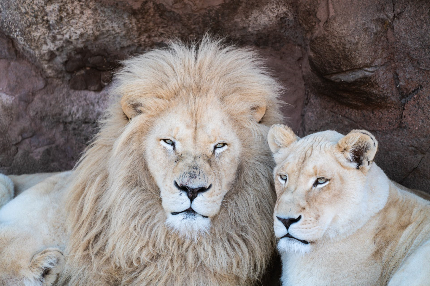 Fintan & Lemon the White Lions