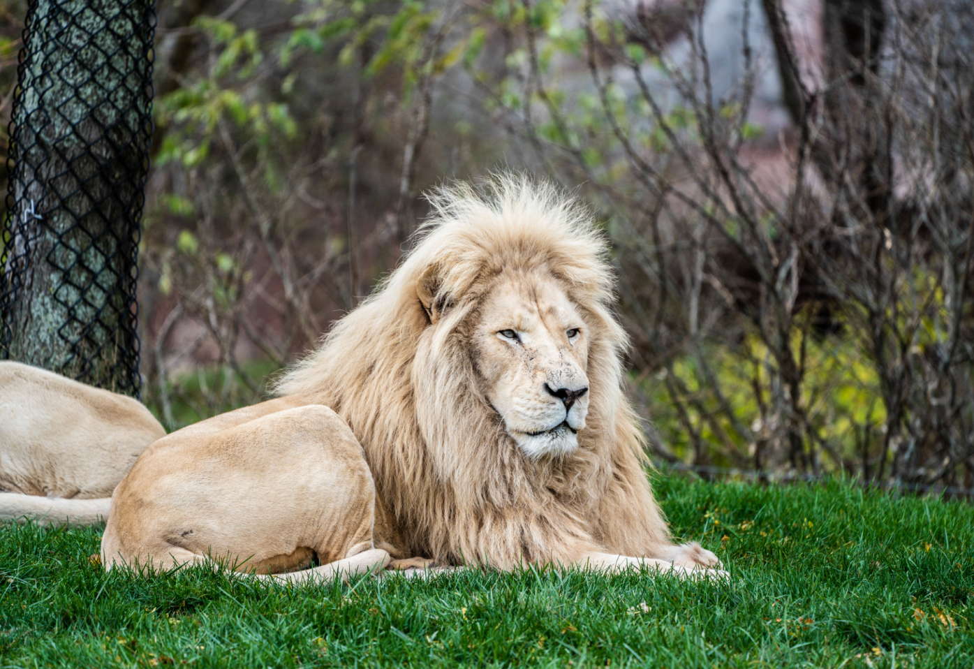 Fintan the male White Lion