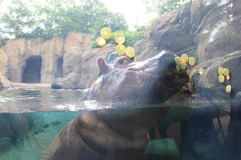 Fiona love her vegetable