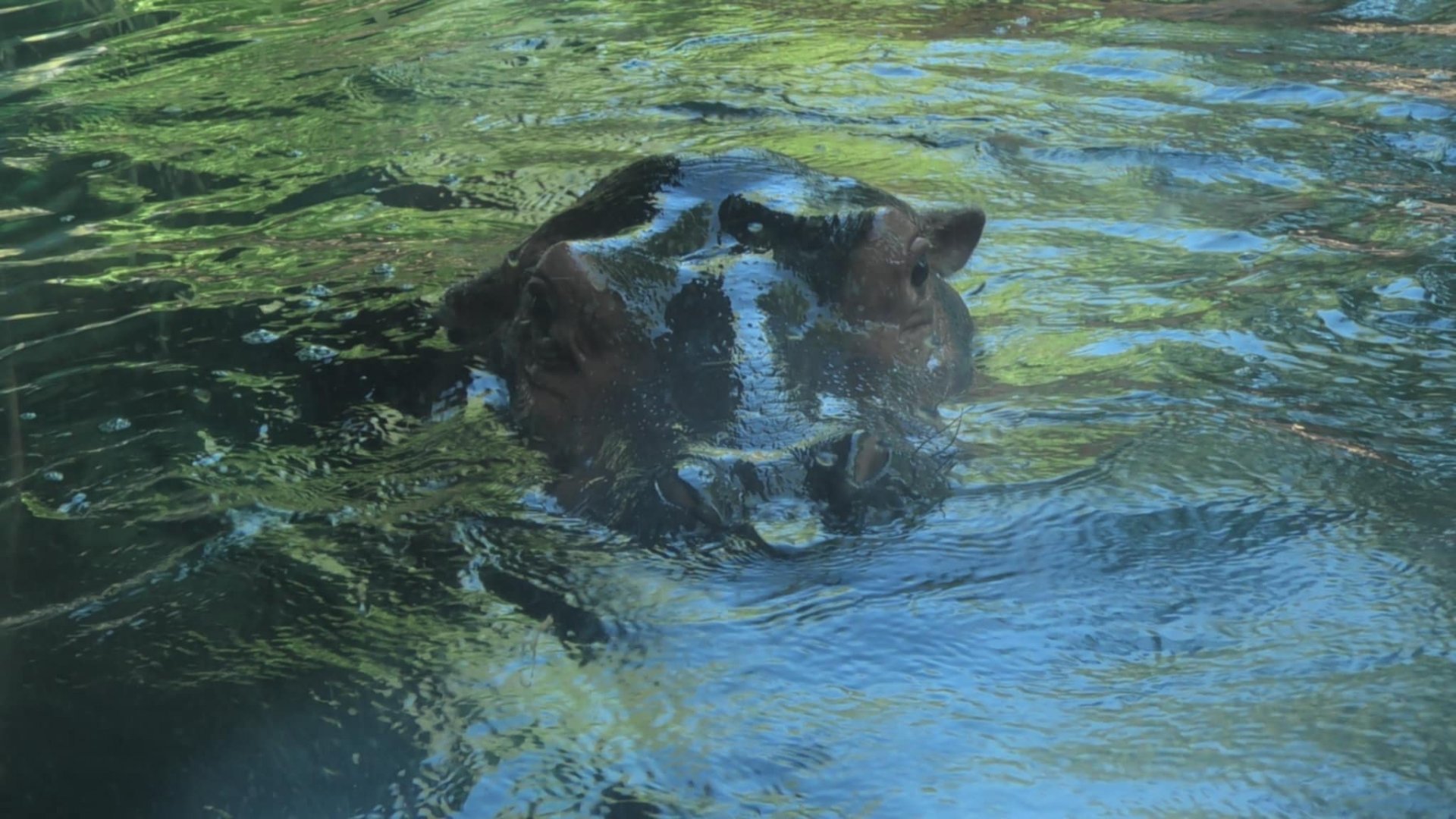 Fiona the hippo in the water