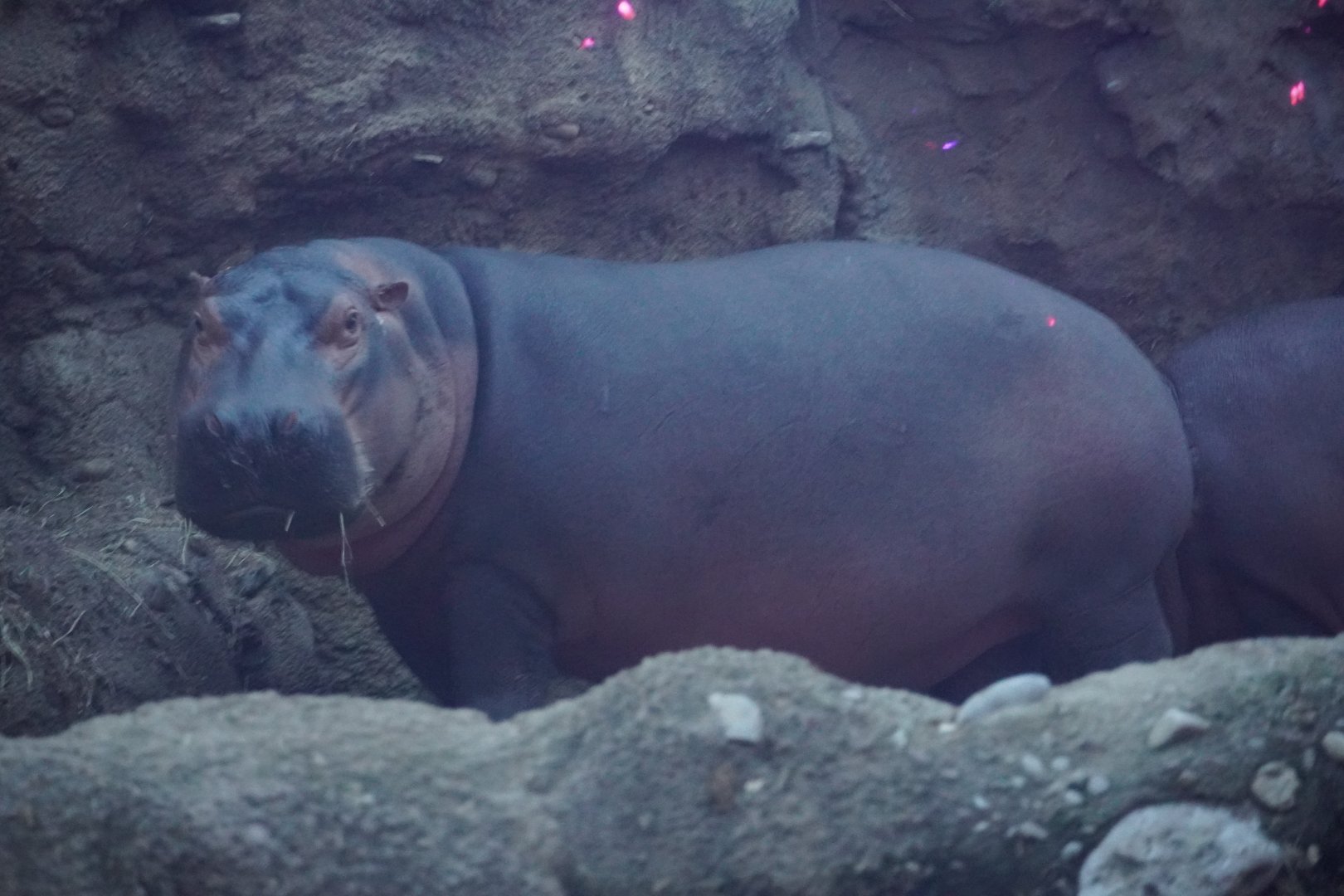 Fiona the Hippo