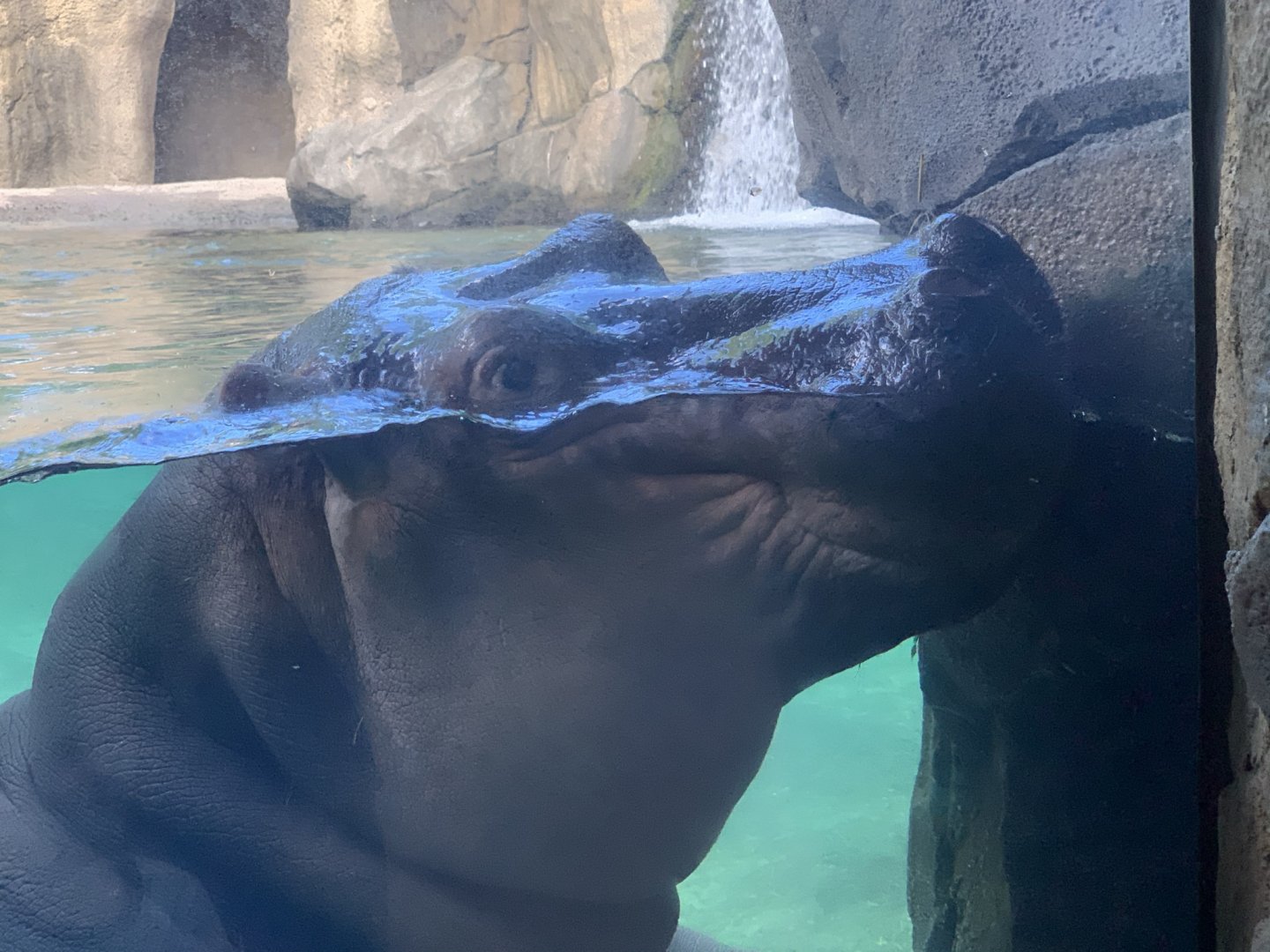 Fiona The Hippopotamus