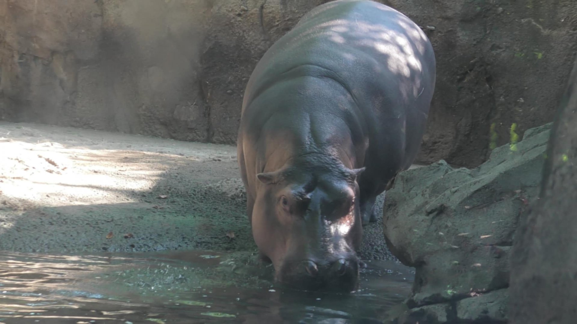 Fiona the world famous hippo