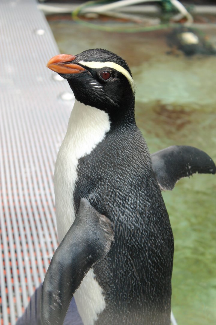 Fiordland Crested Penguin (Eudyptes pachyrhynchus)