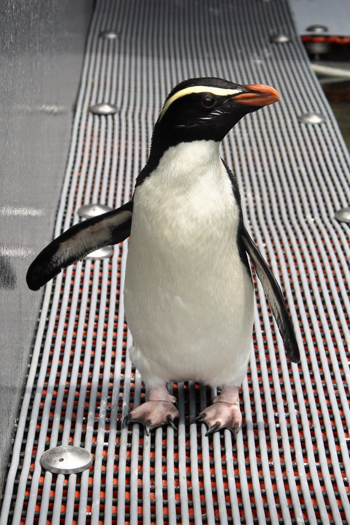 Fiordland Crested Penguin (Eudyptes pachyrhynchus)