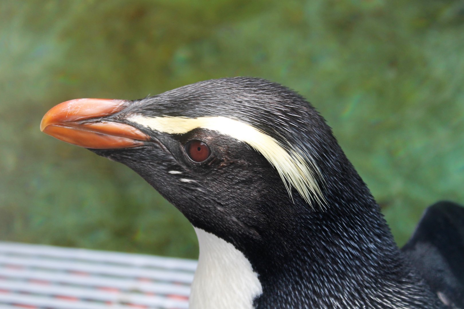 Fiordland Crested Penguin (Eudyptes pachyrhynchus)