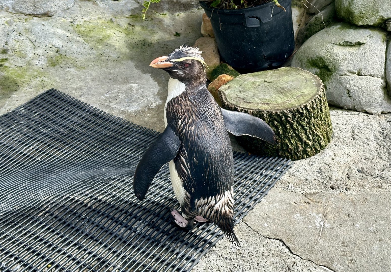 Fiordland crested penguin (Eudyptes pachyrhynchus)