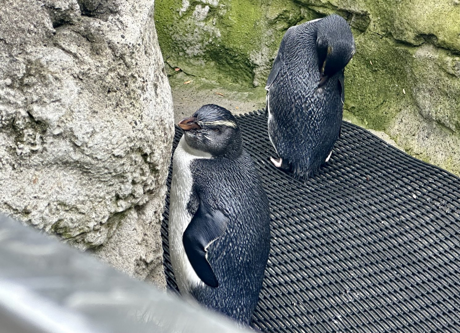 Fiordland crested penguin (Eudyptes pachyrhynchus)