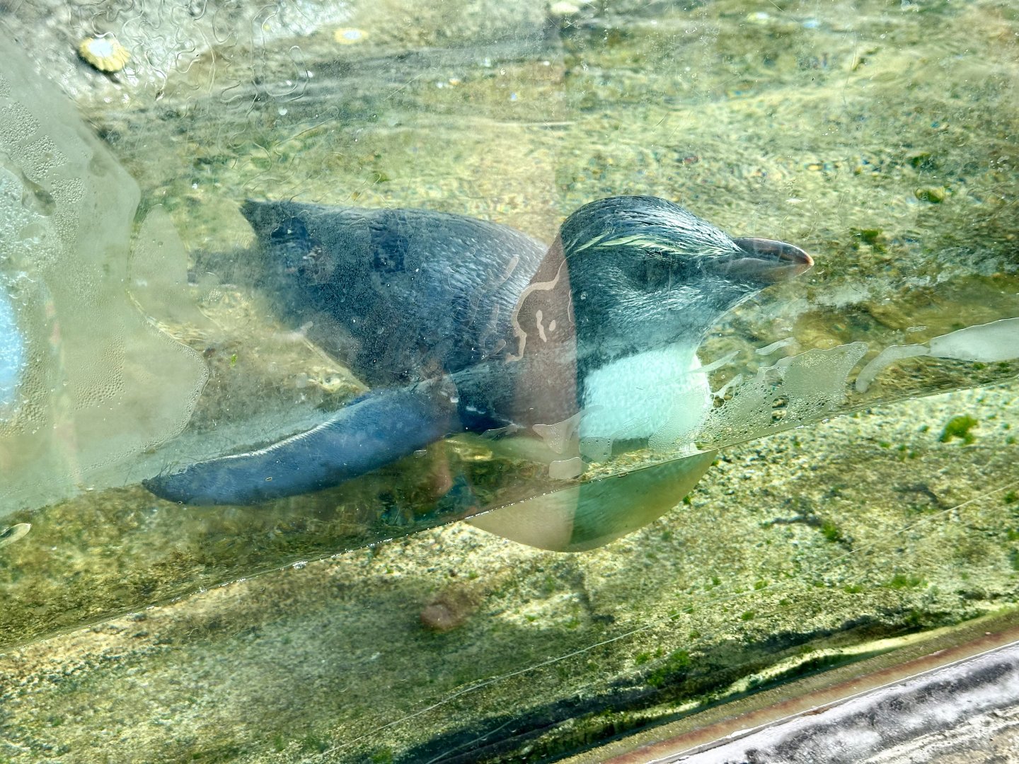Fiordland crested penguin (Eudyptes pachyrhynchus)