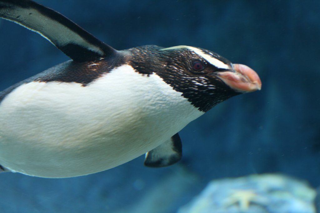 Fiordland Crested Penguin