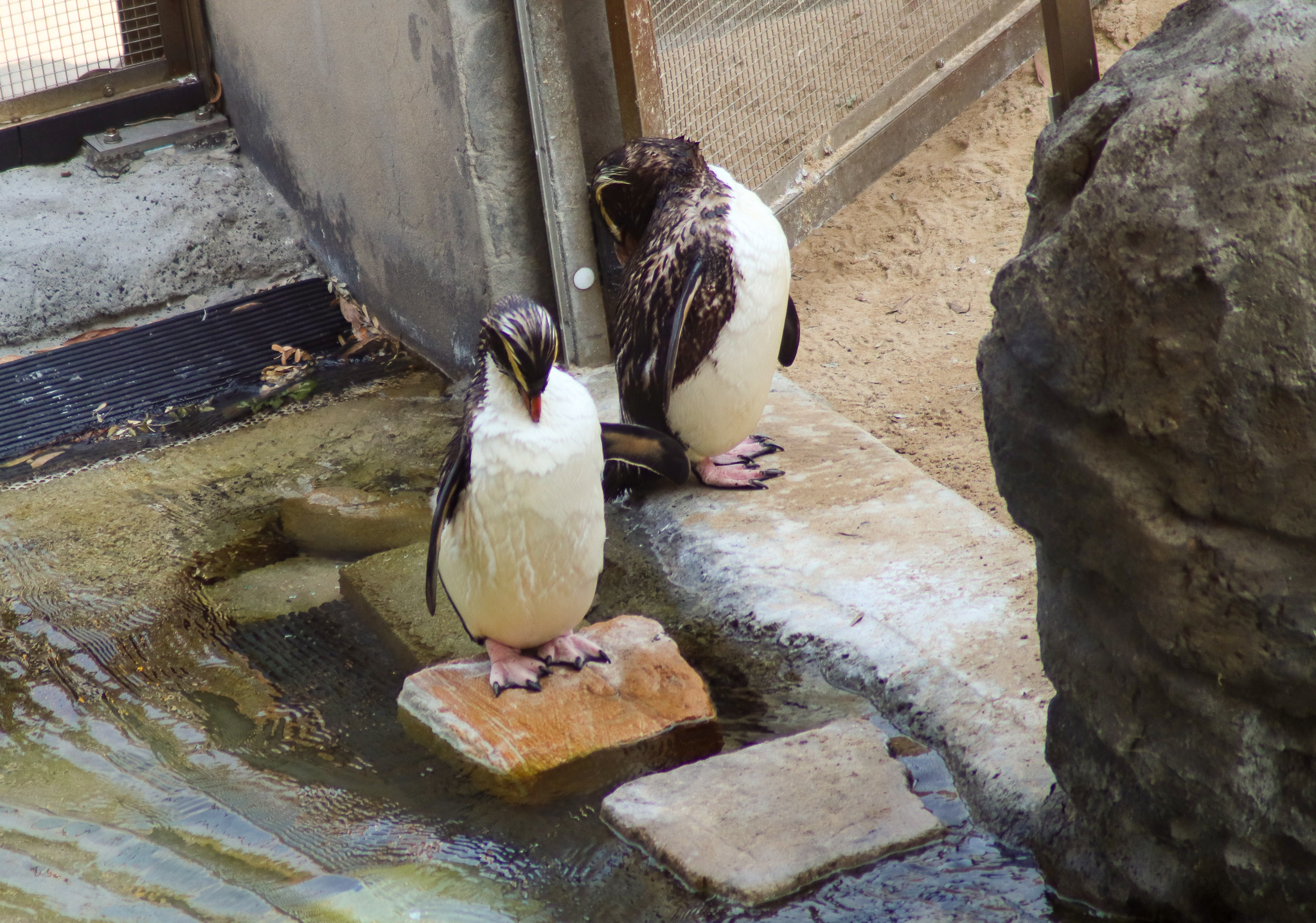 Fiordland Crested Penguins (Eudyptes pachyrhynchus) -December 2019