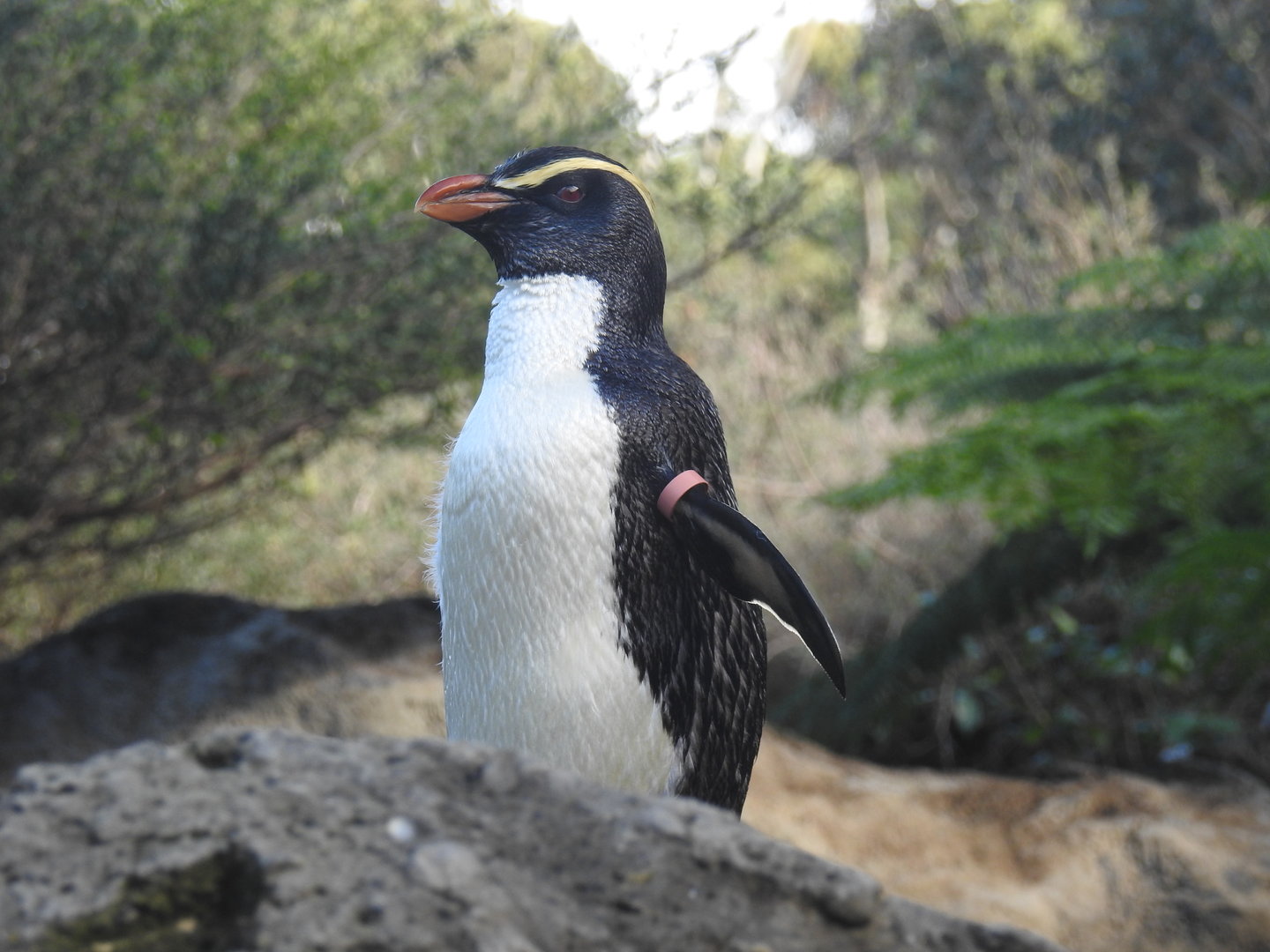 Fiordland Penguin