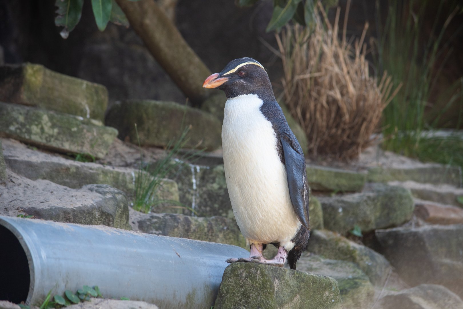 Fiordland Penguin