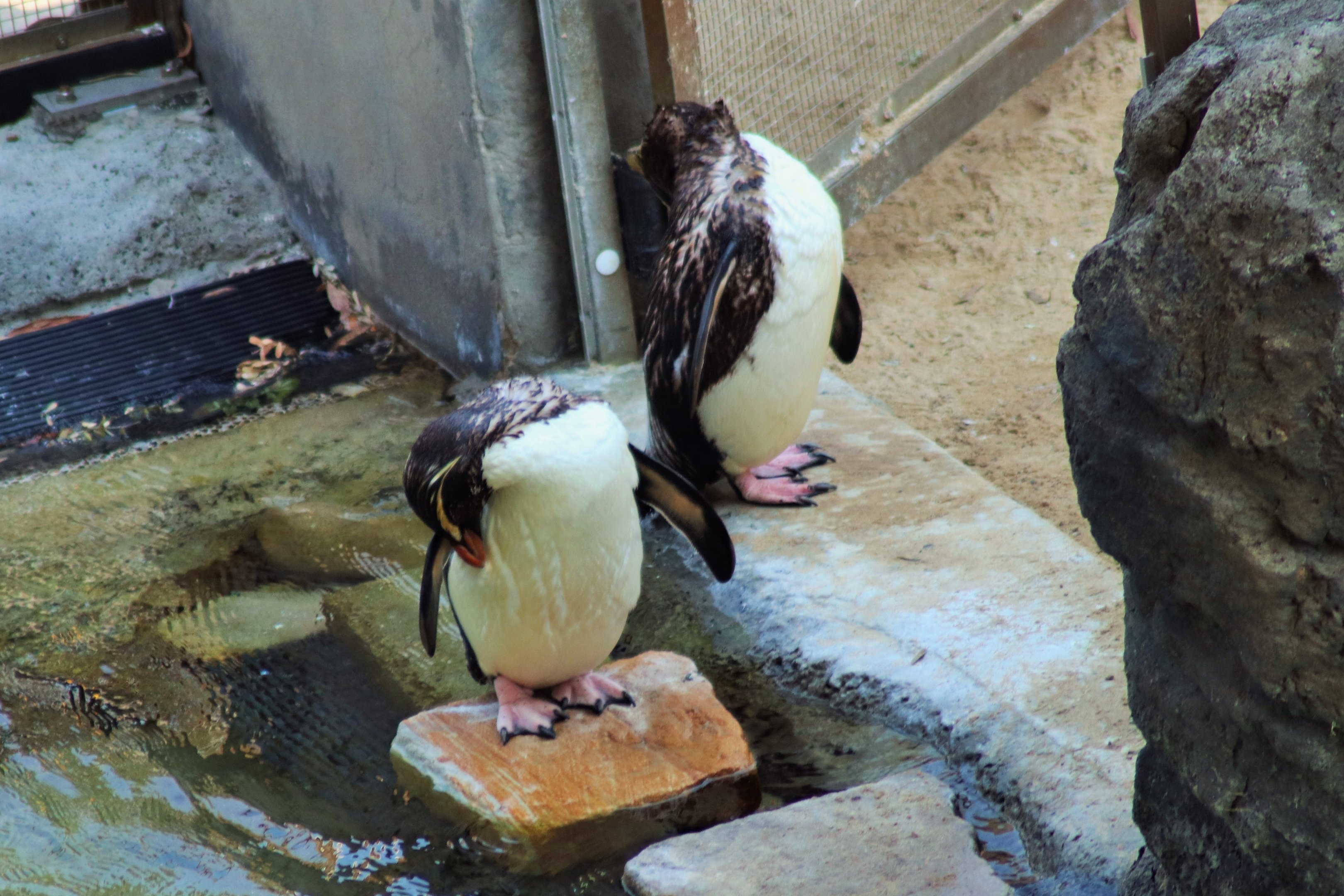 Fiordland Penguins (Eudyptes pachyrhynchus)