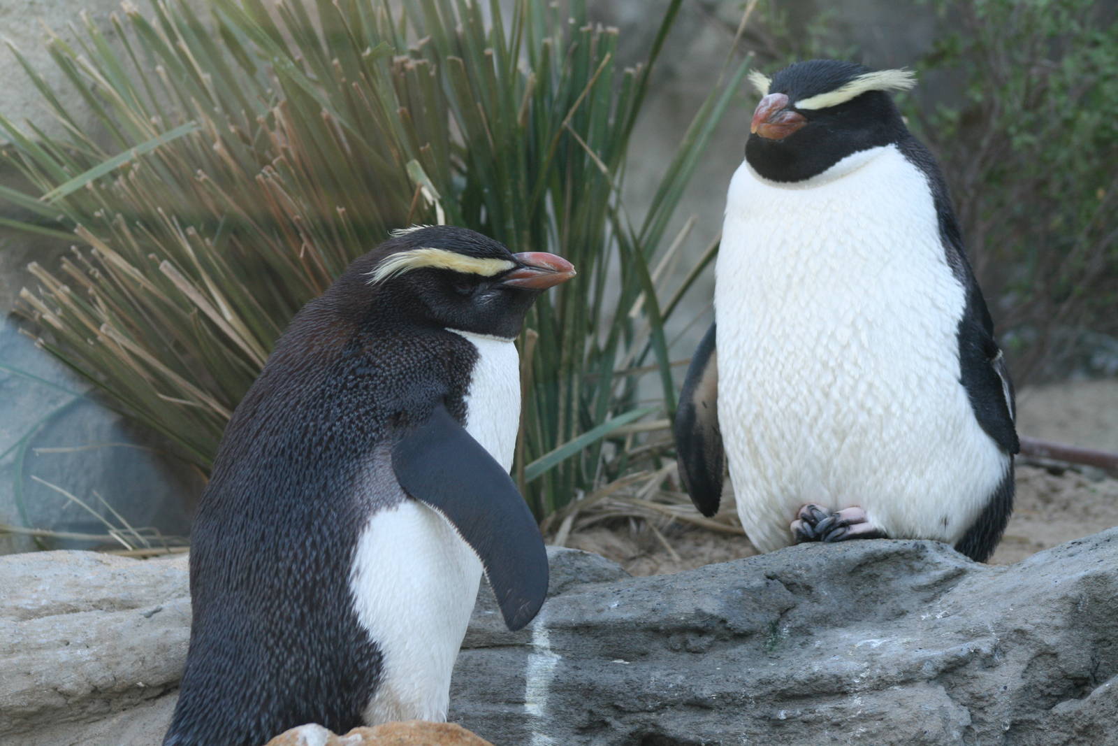 Fiordland penguins. Taronga Zoo 1/7/2008