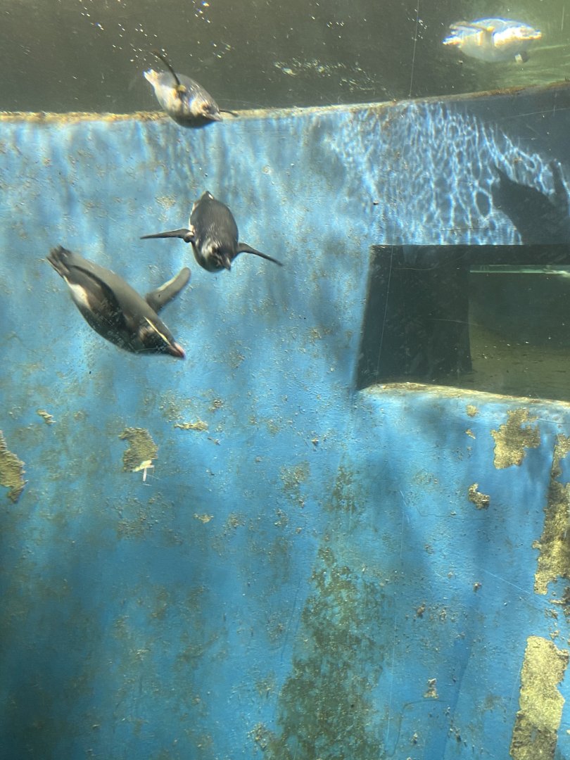 Fiorland Penguin and Little Penguin