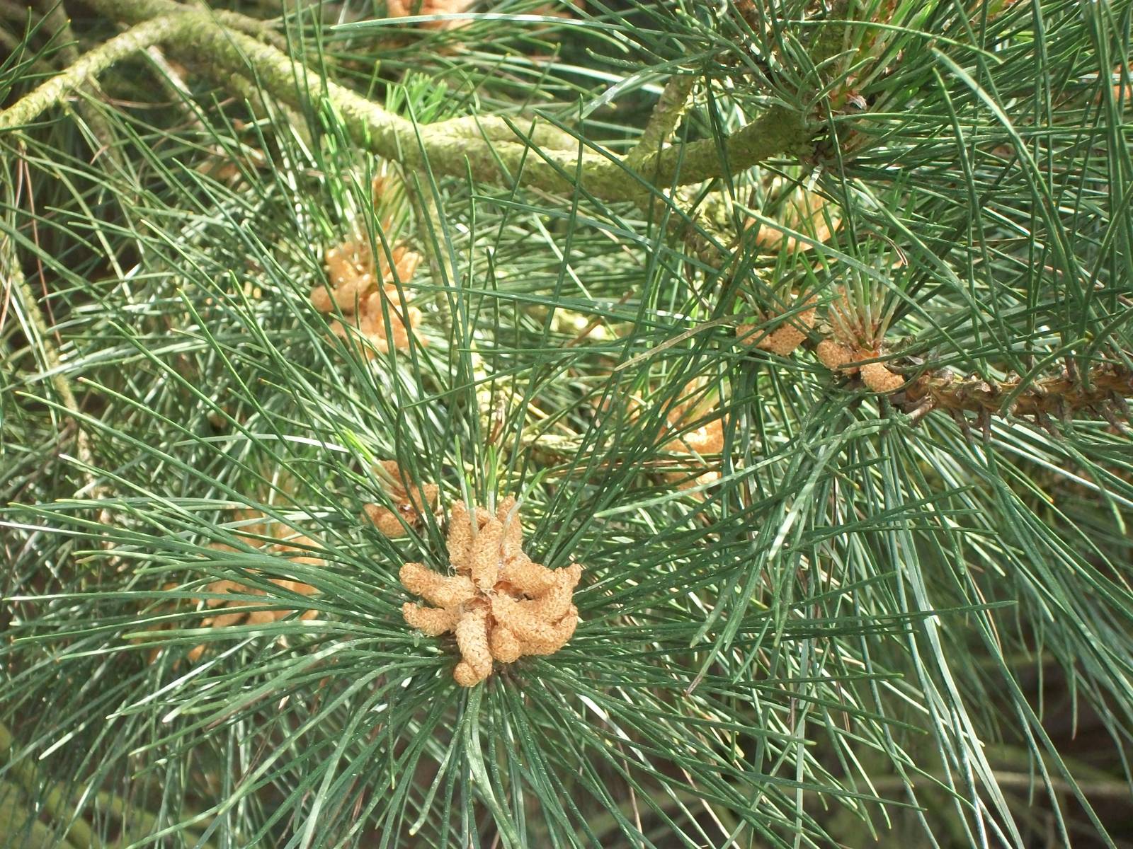 Fir in Secret Garden, 19th June 2014