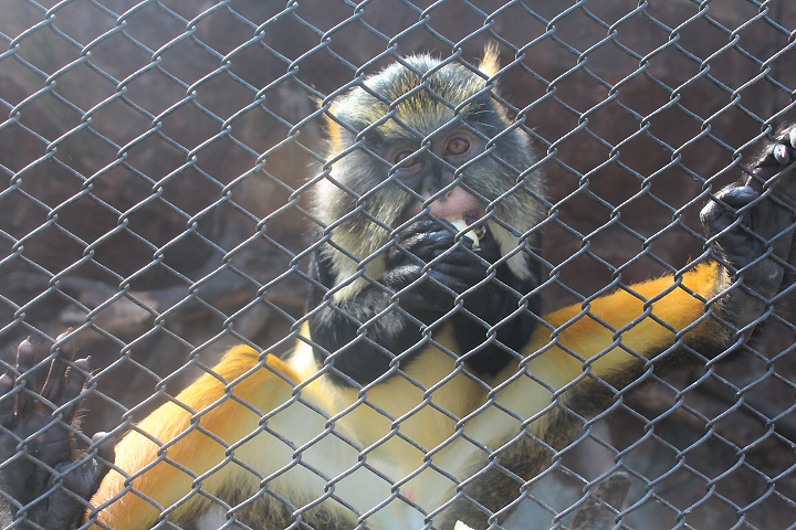 Fire-bellied mona monkey (Cercopithecus wolfi pyrogaster)