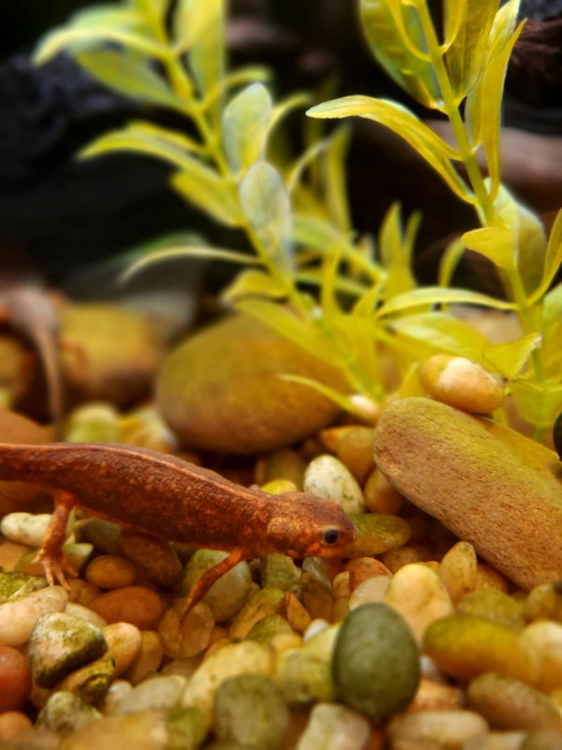 Fire-bellied newt (Cynops pyrrhogaster pyrrhogaster)