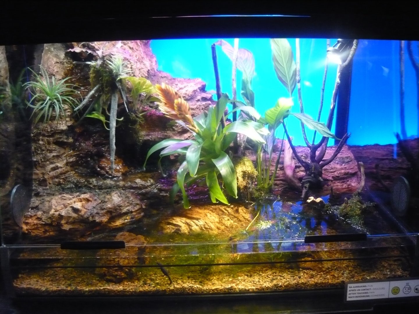 Fire-bellied newt vivarium
