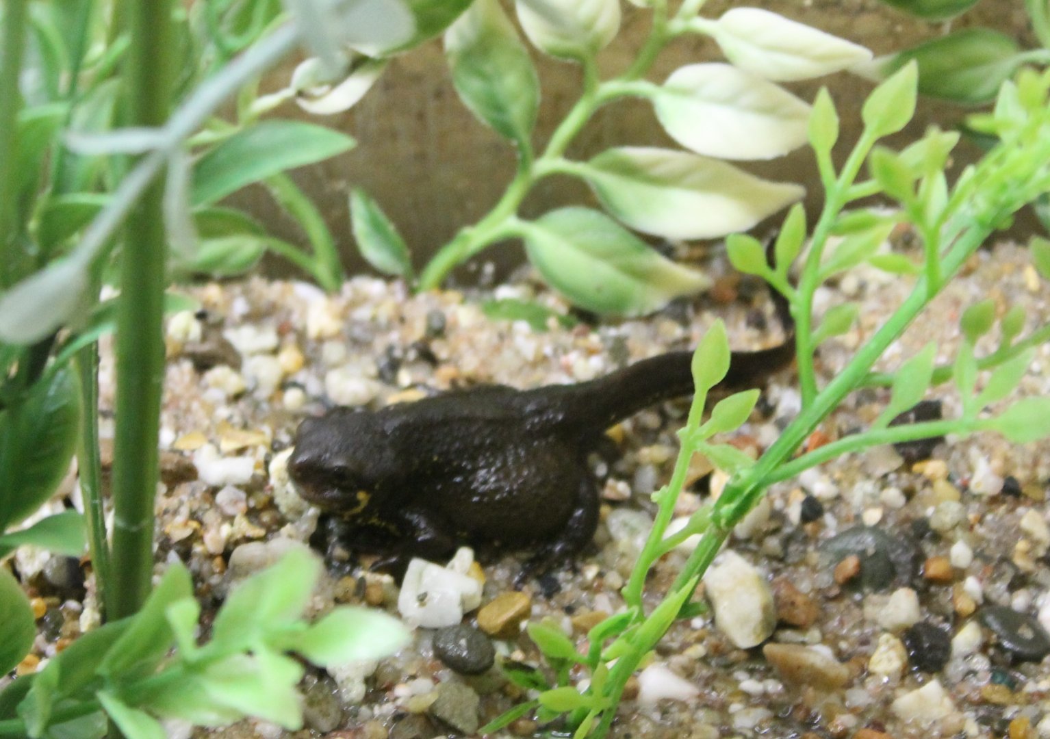 Fire-bellied newt
