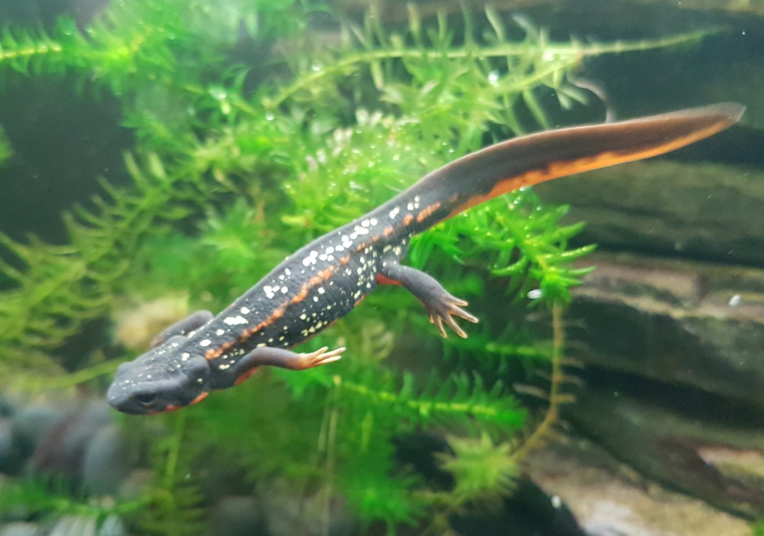 Fire-bellied newt
