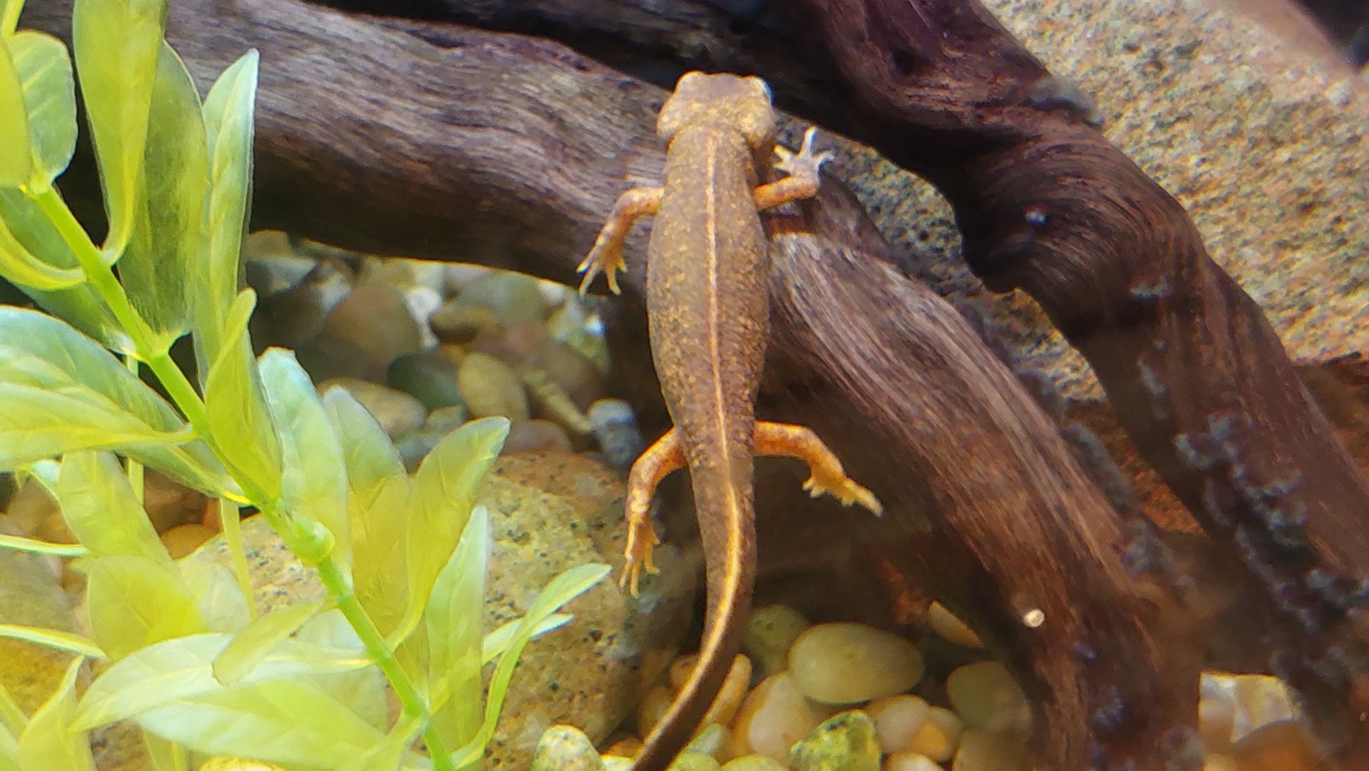 Fire-bellied newt