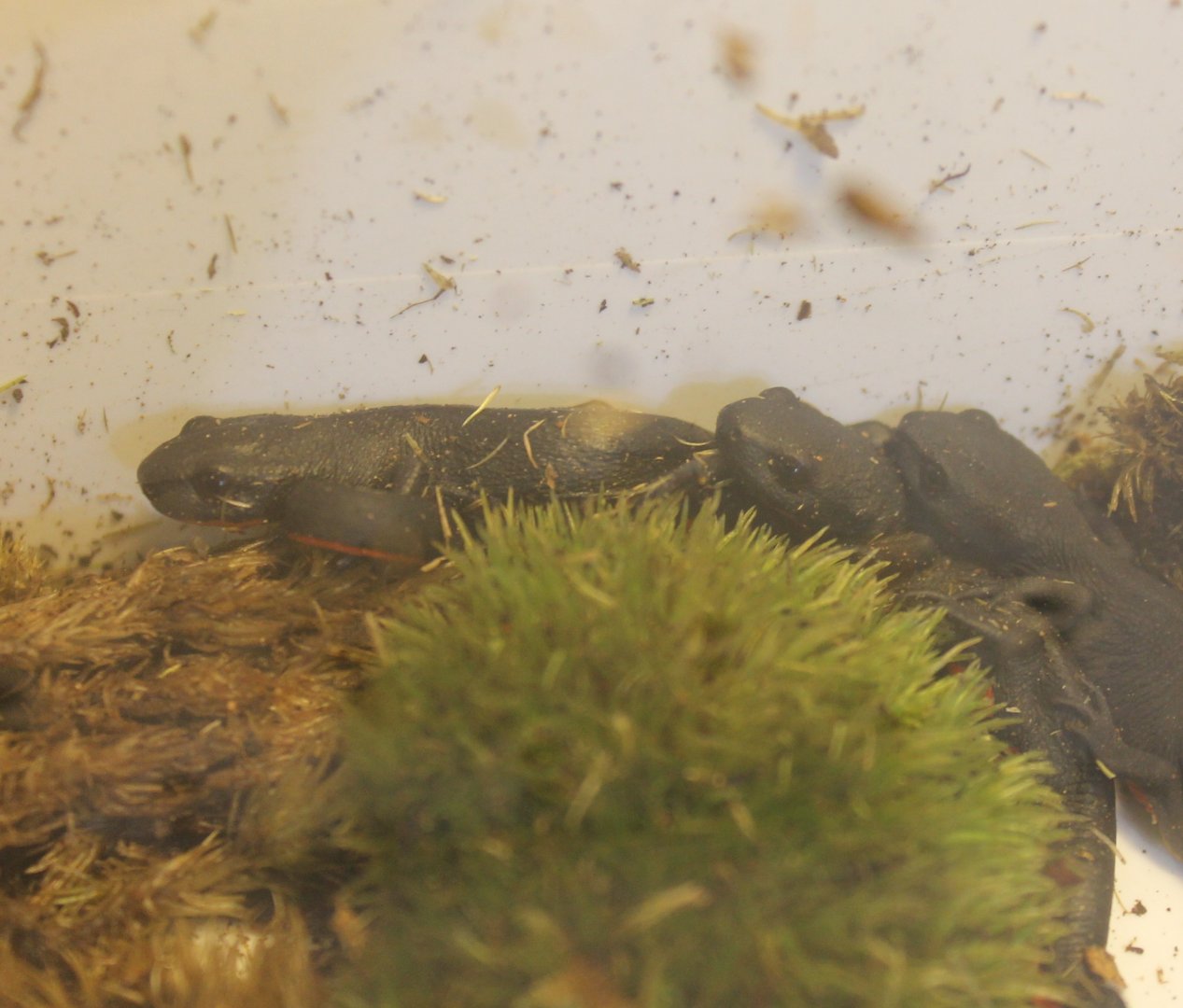 Fire-bellied newts - Cynops orientalis