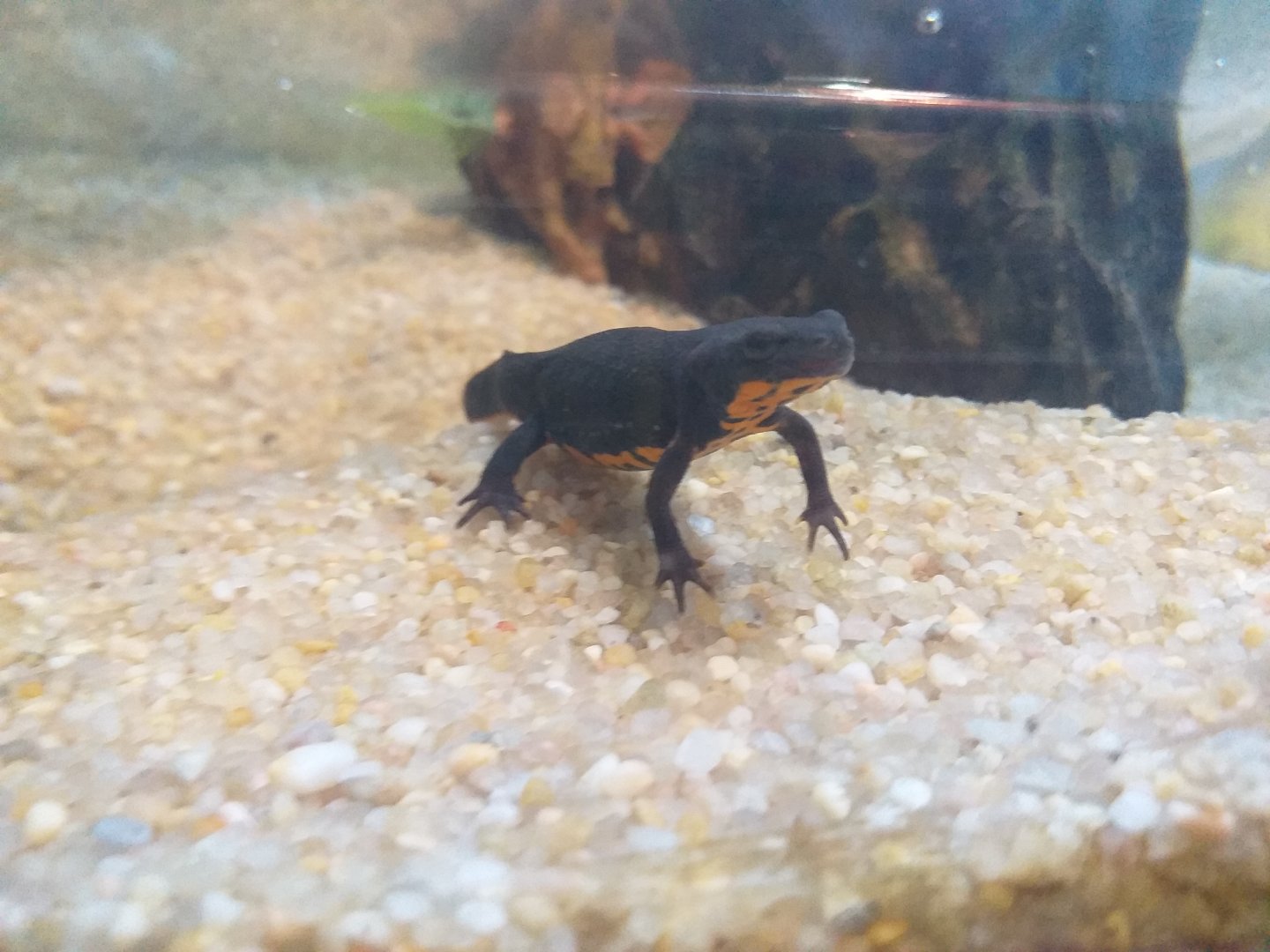 Fire-bellied salamander -BioDomo (2019)