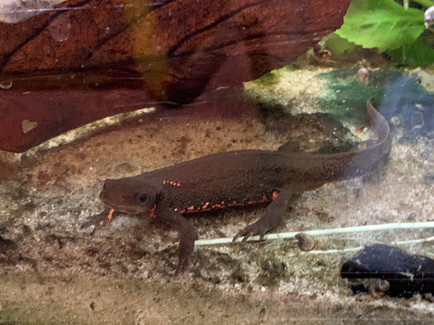 Fire Belly Newt (?) at Northumberland College Zoo (2020)