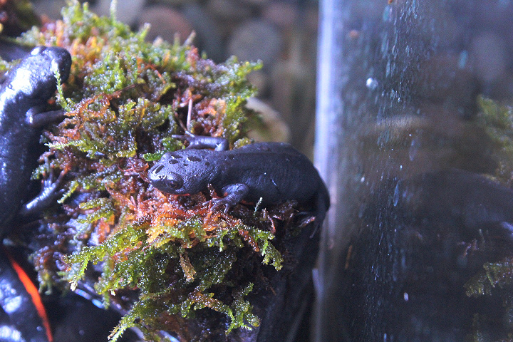 Fire-belly newt (Hypselotriton orientalis 'orientalis') - Private facility