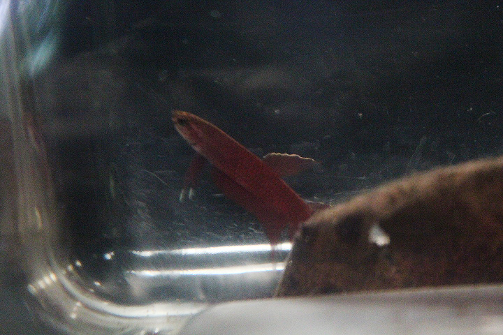 Fire betta (Betta sp. 'api-api') - PCBA