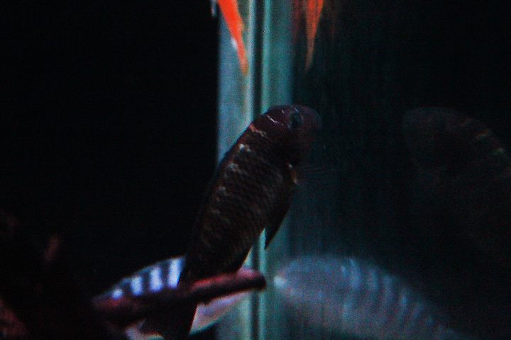 'Fire cracker' blunthead cichlid (Tropheus moorii sp. moliro)