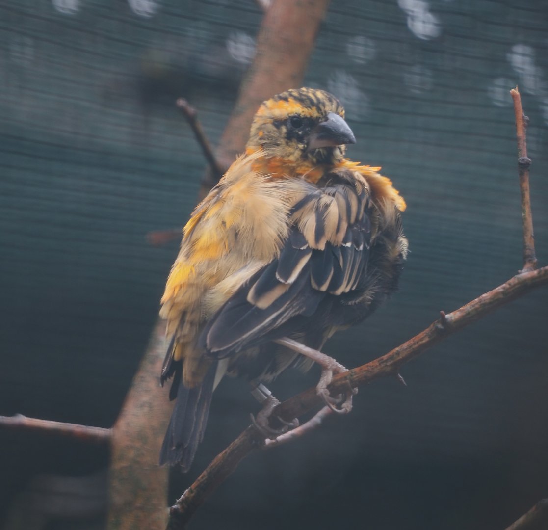 Fire-crowned bishop (Euplectes hordeaceus), 2024-05-22