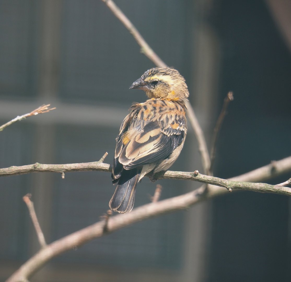 Fire-crowned bishop (Euplectes hordeaceus), 2024-05-23