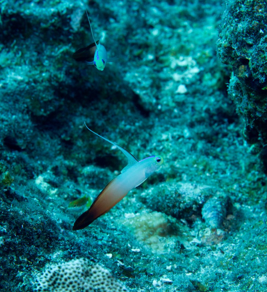Fire Dartfish (Nemateleotris magnifica)