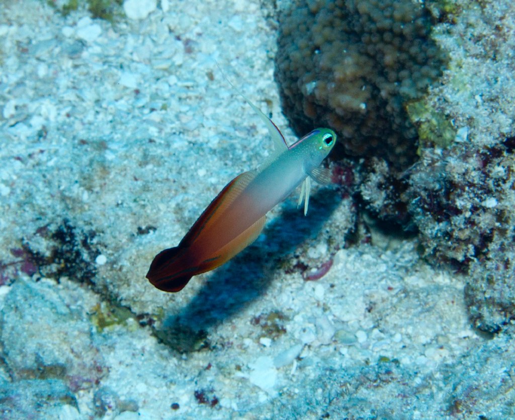 Fire Dartfish (Nemateleotris magnifica)