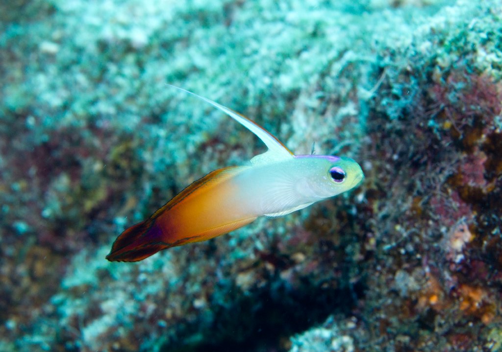 Fire Dartfish (Nemateleotris magnifica)