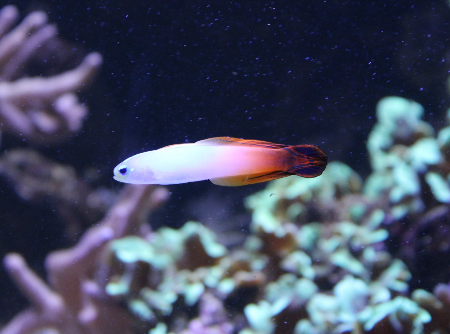 Fire dartfish - Nemateleotris magnifica