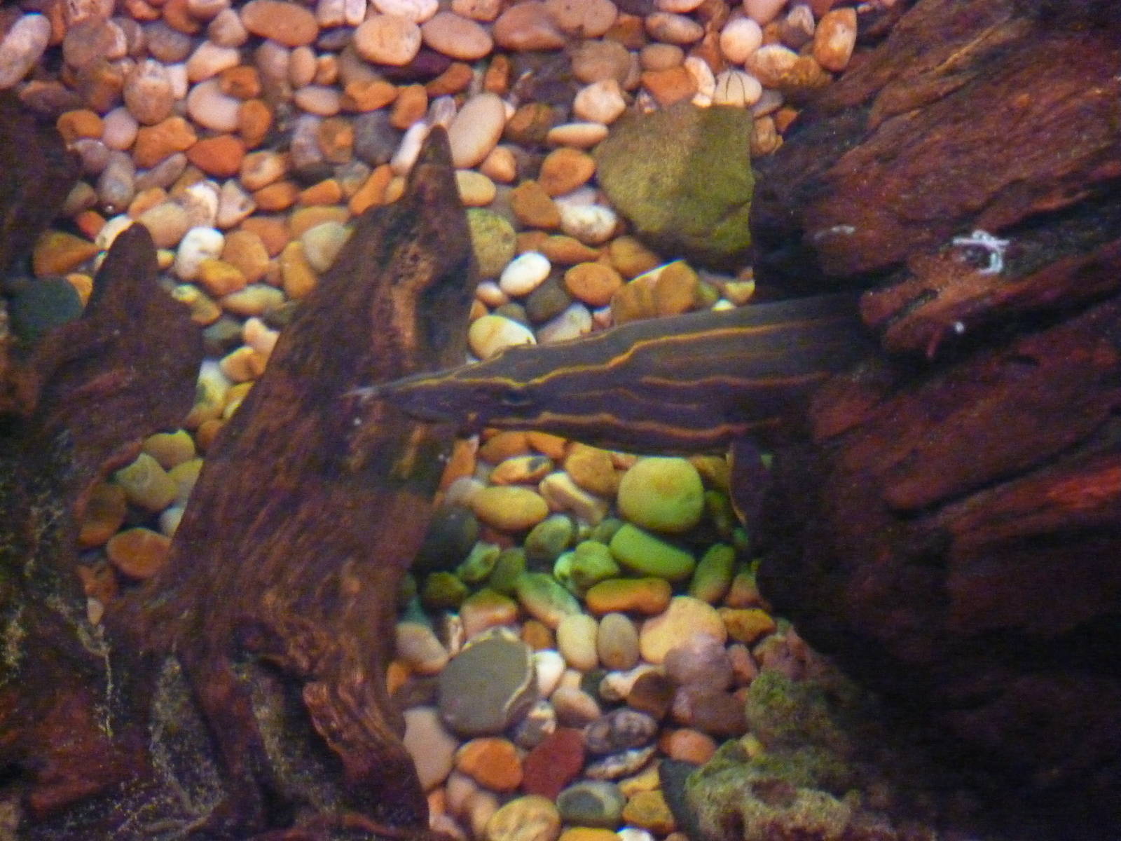 Fire eel - 20th August 2012