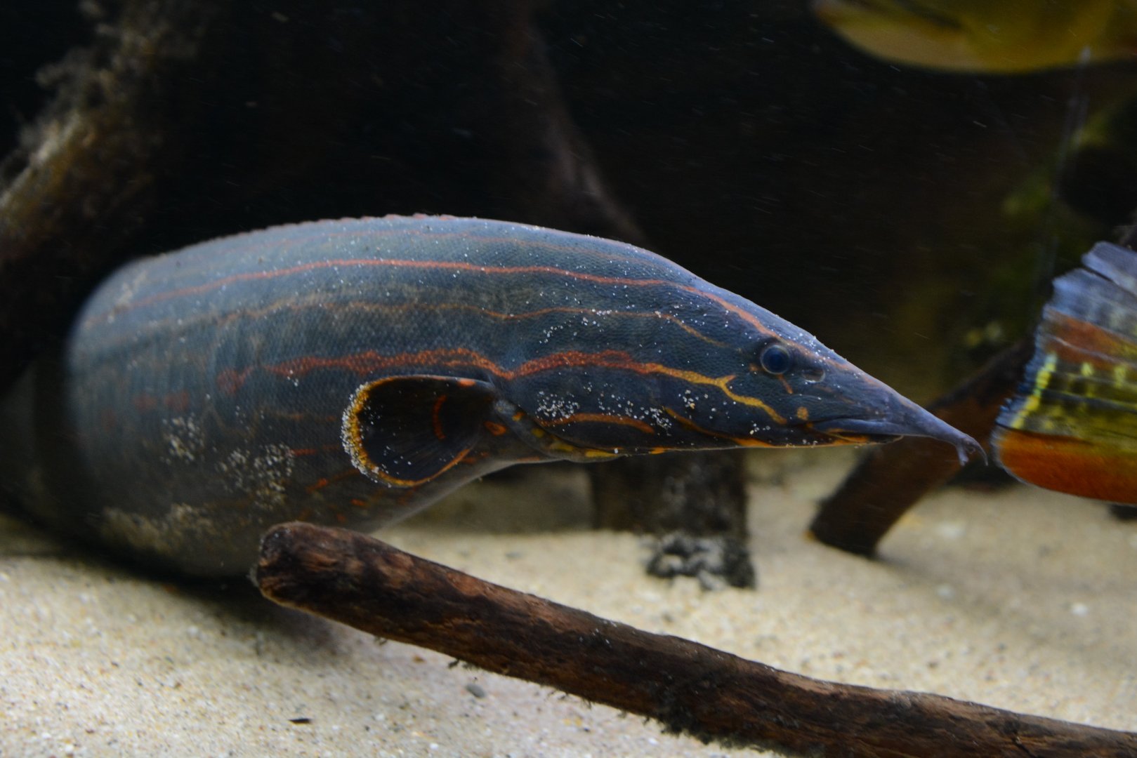Fire eel (Mastacembelus erythrotaenia)