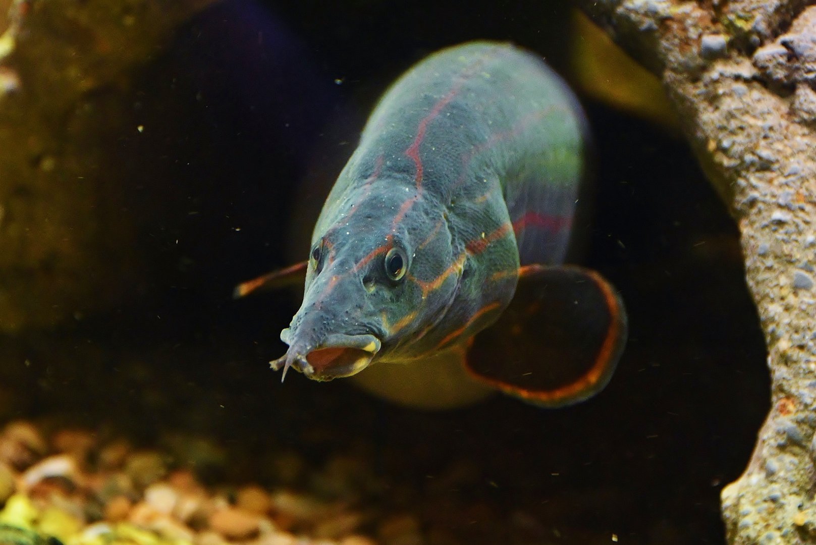 Fire Eel (Mastacembelus erythrotaenia)