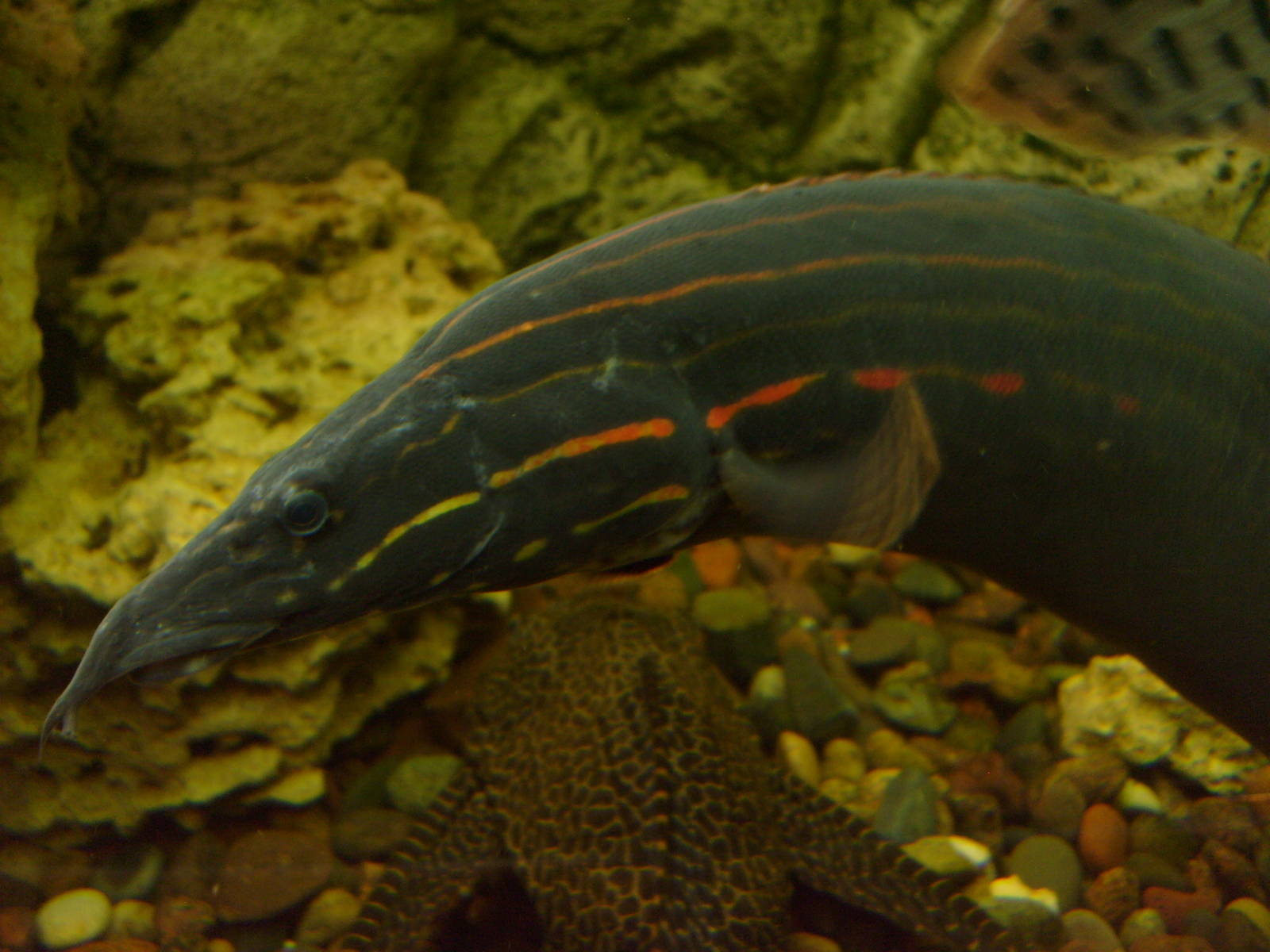 Fire eel (phased out)