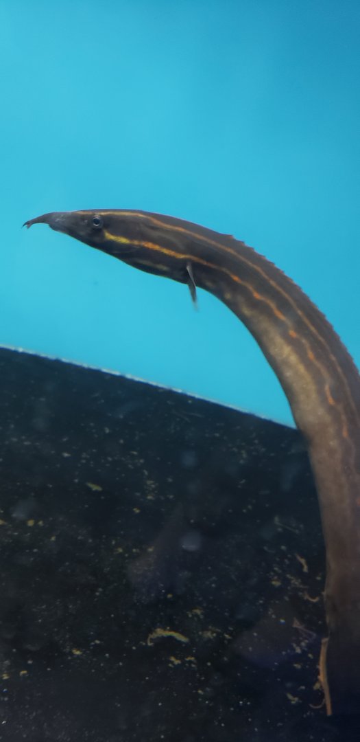 Fire Eel