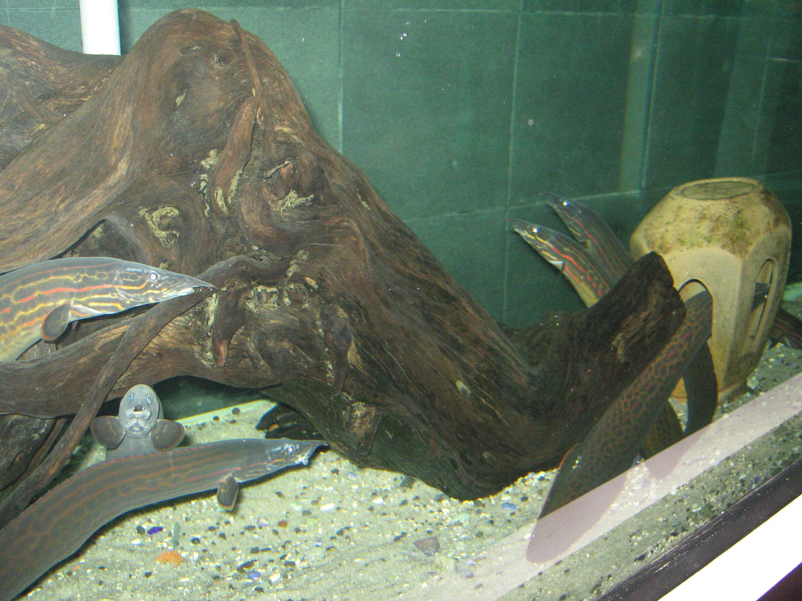 fire eels (Mastacembelus erythrotaenia) at the Aquarium