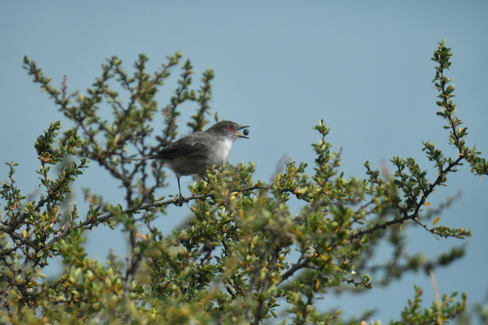 Fire-eyed Diucon Xolmis pyrope